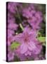 North Kingstown, Rhode Island. Azaleas-David H. Wells-Stretched Canvas