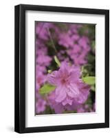 North Kingstown, Rhode Island. Azaleas-David H. Wells-Framed Premium Photographic Print