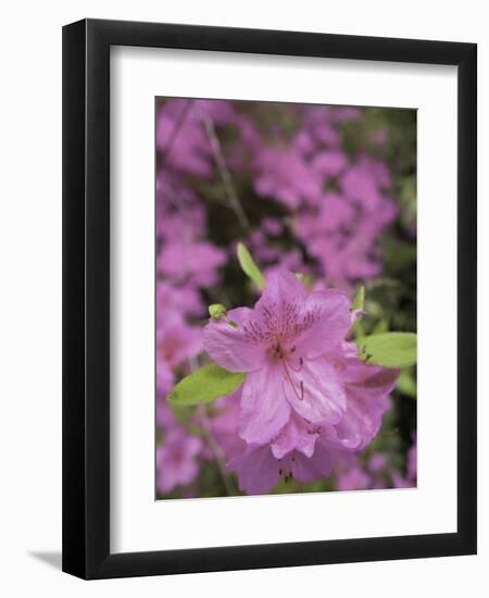 North Kingstown, Rhode Island. Azaleas-David H. Wells-Framed Premium Photographic Print