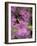 North Kingstown, Rhode Island. Azaleas-David H. Wells-Framed Photographic Print