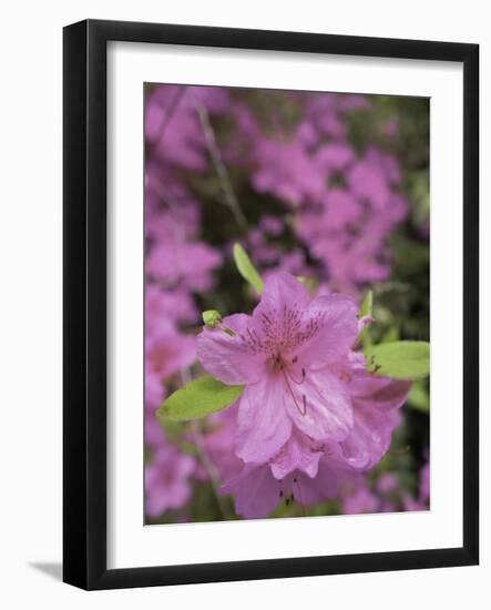 North Kingstown, Rhode Island. Azaleas-David H. Wells-Framed Photographic Print