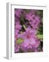 North Kingstown, Rhode Island. Azaleas-David H. Wells-Framed Photographic Print