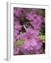 North Kingstown, Rhode Island. Azaleas-David H. Wells-Framed Photographic Print