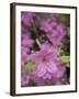 North Kingstown, Rhode Island. Azaleas-David H. Wells-Framed Photographic Print