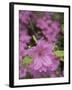 North Kingstown, Rhode Island. Azaleas-David H. Wells-Framed Photographic Print