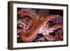 North Pacific Giant Octopus Showing Suckers-null-Framed Premium Photographic Print