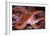 North Pacific Giant Octopus Showing Suckers-null-Framed Premium Photographic Print