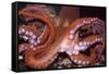 North Pacific Giant Octopus Showing Suckers-null-Framed Stretched Canvas