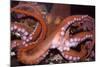 North Pacific Giant Octopus Showing Suckers-null-Mounted Photographic Print