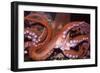 North Pacific Giant Octopus Showing Suckers-null-Framed Photographic Print