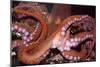 North Pacific Giant Octopus Showing Suckers-null-Mounted Photographic Print