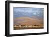 North Powder Cows-Todd Telander-Framed Giclee Print