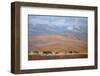 North Powder Cows-Todd Telander-Framed Giclee Print