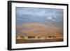 North Powder Cows-Todd Telander-Framed Art Print