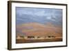 North Powder Cows-Todd Telander-Framed Art Print