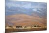 North Powder Cows-Todd Telander-Mounted Giclee Print