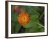 North Shore-Gordon Semmens-Framed Photographic Print