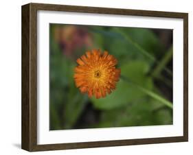 North Shore-Gordon Semmens-Framed Photographic Print