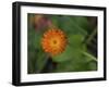 North Shore-Gordon Semmens-Framed Photographic Print