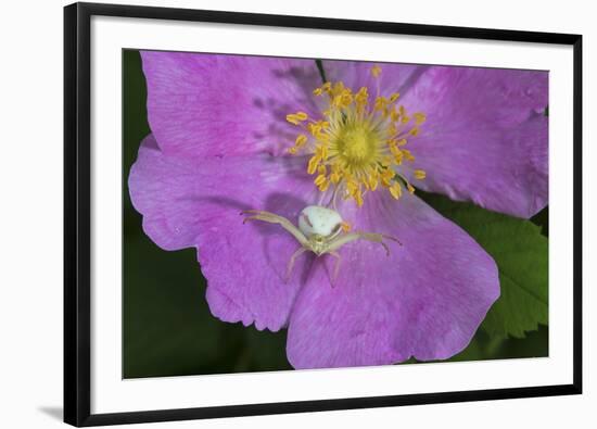 North Shore-Gordon Semmens-Framed Photographic Print