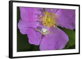 North Shore-Gordon Semmens-Framed Photographic Print