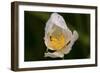 North Shore-Gordon Semmens-Framed Photographic Print