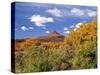 North Six Shooter Peak Framed With Yellow Fall Cottonwoods, Utah, USA-Bernard Friel-Stretched Canvas