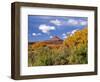 North Six Shooter Peak Framed With Yellow Fall Cottonwoods, Utah, USA-Bernard Friel-Framed Photographic Print