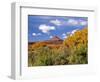 North Six Shooter Peak Framed With Yellow Fall Cottonwoods, Utah, USA-Bernard Friel-Framed Photographic Print