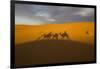 North Tafilalet, Erfoud, Merzouga, Erg Chebbi, Dromedary Camel Caravan-Emily Wilson-Framed Photographic Print