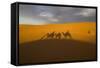 North Tafilalet, Erfoud, Merzouga, Erg Chebbi, Dromedary Camel Caravan-Emily Wilson-Framed Stretched Canvas