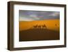 North Tafilalet, Erfoud, Merzouga, Erg Chebbi, Dromedary Camel Caravan-Emily Wilson-Framed Photographic Print