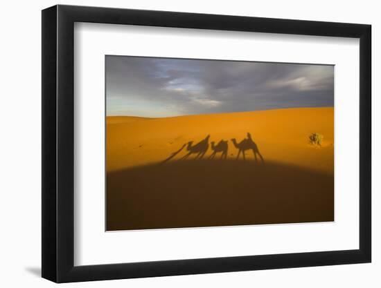 North Tafilalet, Erfoud, Merzouga, Erg Chebbi, Dromedary Camel Caravan-Emily Wilson-Framed Photographic Print