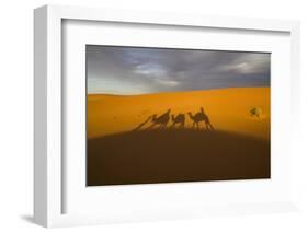 North Tafilalet, Erfoud, Merzouga, Erg Chebbi, Dromedary Camel Caravan-Emily Wilson-Framed Photographic Print