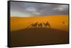 North Tafilalet, Erfoud, Merzouga, Erg Chebbi, Dromedary Camel Caravan-Emily Wilson-Framed Stretched Canvas