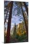 North View Through The Trees, Firefall, Horsetail Falls, Yosemite National Park-Vincent James-Mounted Photographic Print