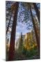 North View Through The Trees, Firefall, Horsetail Falls, Yosemite National Park-Vincent James-Mounted Photographic Print