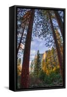 North View Through The Trees, Firefall, Horsetail Falls, Yosemite National Park-Vincent James-Framed Stretched Canvas