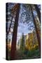North View Through The Trees, Firefall, Horsetail Falls, Yosemite National Park-Vincent James-Stretched Canvas