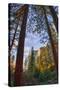 North View Through The Trees, Firefall, Horsetail Falls, Yosemite National Park-Vincent James-Stretched Canvas