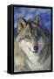North-western wolf portrait, captive occurs in northwestern USA and Canada-Daniel Heuclin-Framed Stretched Canvas