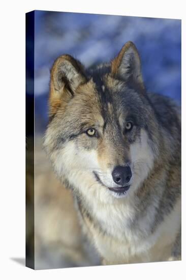 North-western wolf portrait, captive occurs in northwestern USA and Canada-Daniel Heuclin-Stretched Canvas