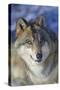 North-western wolf portrait, captive occurs in northwestern USA and Canada-Daniel Heuclin-Stretched Canvas