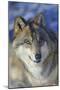 North-western wolf portrait, captive occurs in northwestern USA and Canada-Daniel Heuclin-Mounted Photographic Print