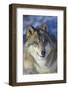 North-western wolf portrait, captive occurs in northwestern USA and Canada-Daniel Heuclin-Framed Photographic Print