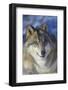 North-western wolf portrait, captive occurs in northwestern USA and Canada-Daniel Heuclin-Framed Photographic Print