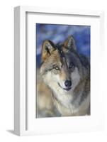 North-western wolf portrait, captive occurs in northwestern USA and Canada-Daniel Heuclin-Framed Photographic Print