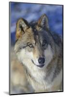 North-western wolf portrait, captive occurs in northwestern USA and Canada-Daniel Heuclin-Mounted Photographic Print