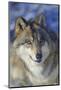 North-western wolf portrait, captive occurs in northwestern USA and Canada-Daniel Heuclin-Mounted Photographic Print