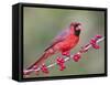 Northen Cardinal Perched on Branch, Texas, USA-Larry Ditto-Framed Stretched Canvas